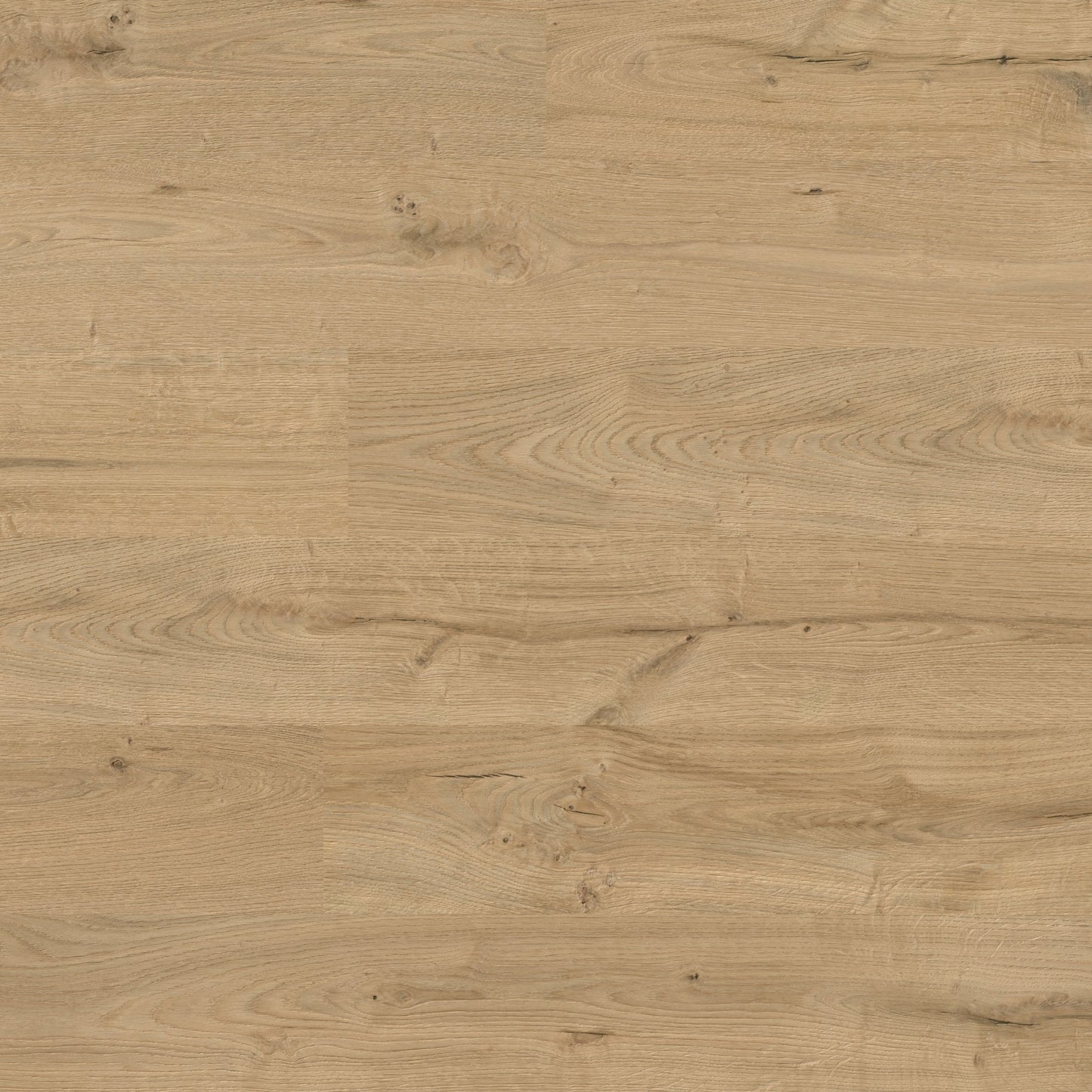 Wild Oak - Easy Touch 8mm High Gloss Laminate Flooring (79008)