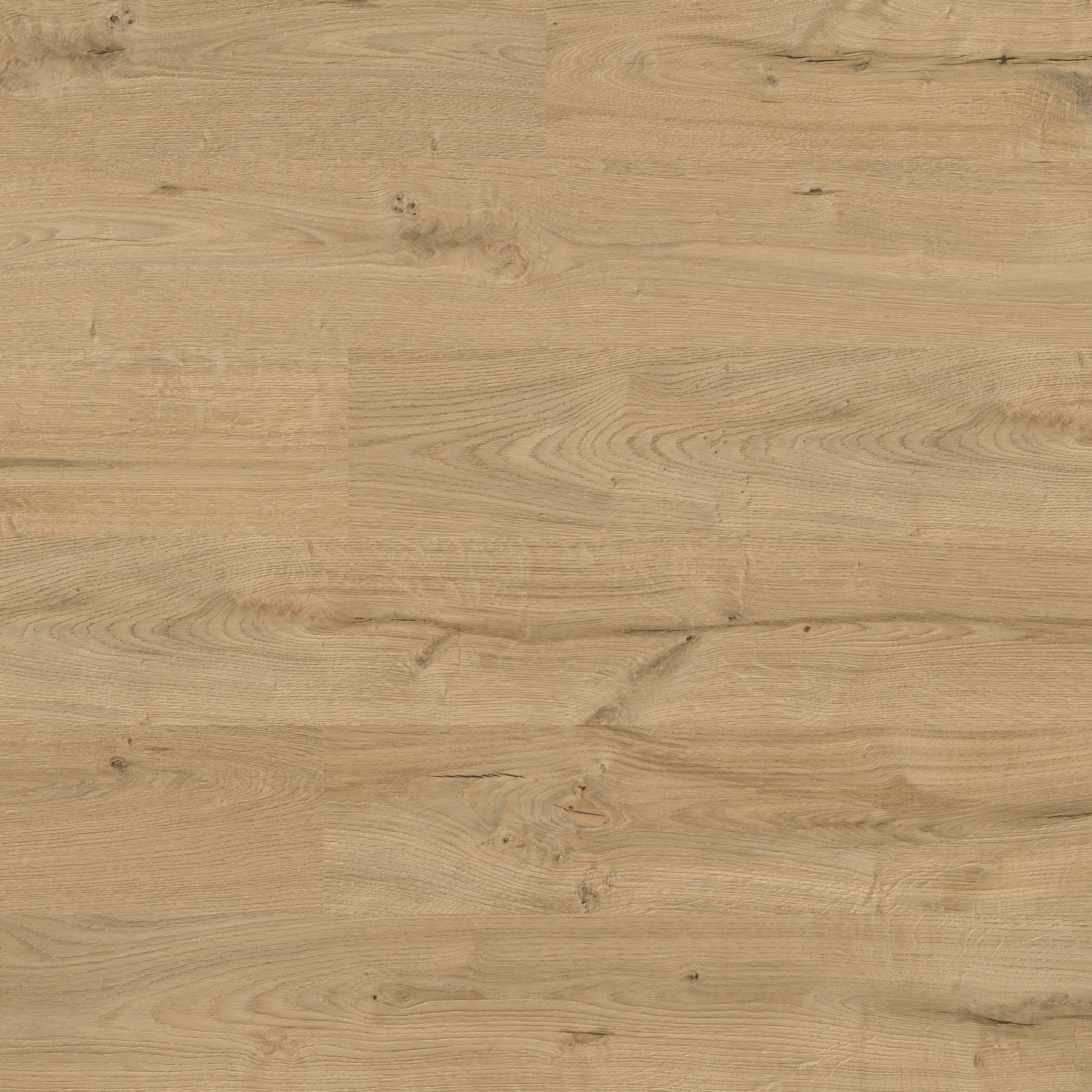 Wild Oak - Easy Touch 8mm High Gloss Laminate Flooring (79008)